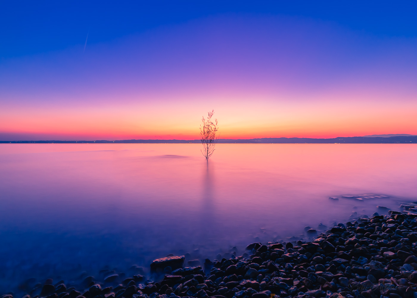 A solitary tree framed against the vibrant pink and blue sunset sky in Sirmione on Lake Garda, captured in minimalist style.